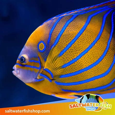 Marine Fish for sale.